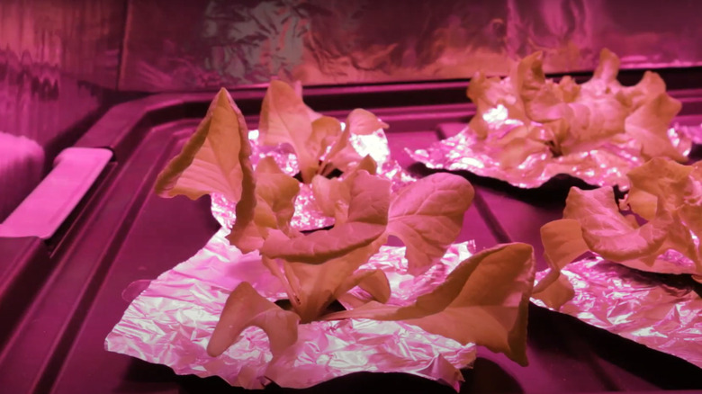 Amplifying plant light with tinfoil