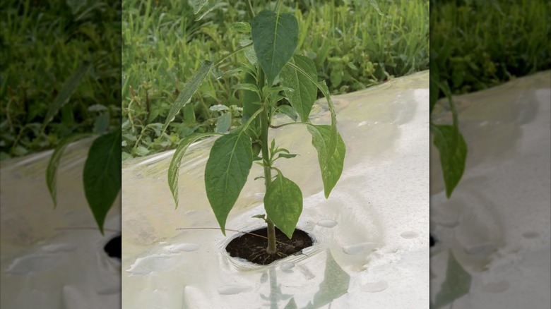 plant growing in reflective mulch