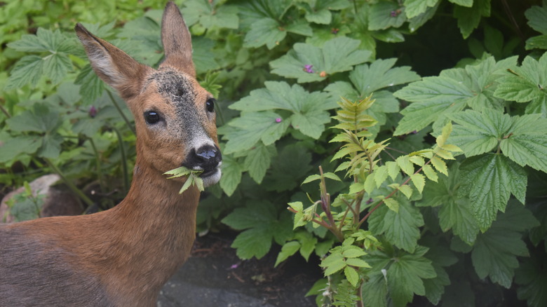 Deer eating plant in garden