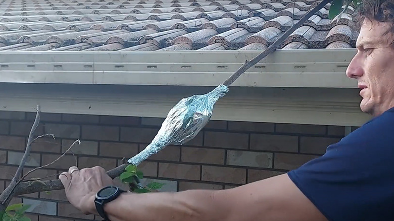 Layering plant with aluminum foil