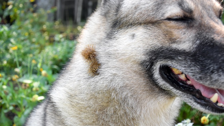 close up of dog with burs in fur