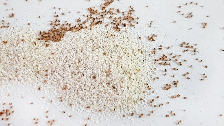 ants eating homemade Crisco bait