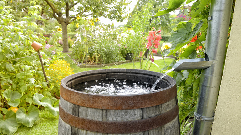 Rain barrel in garden