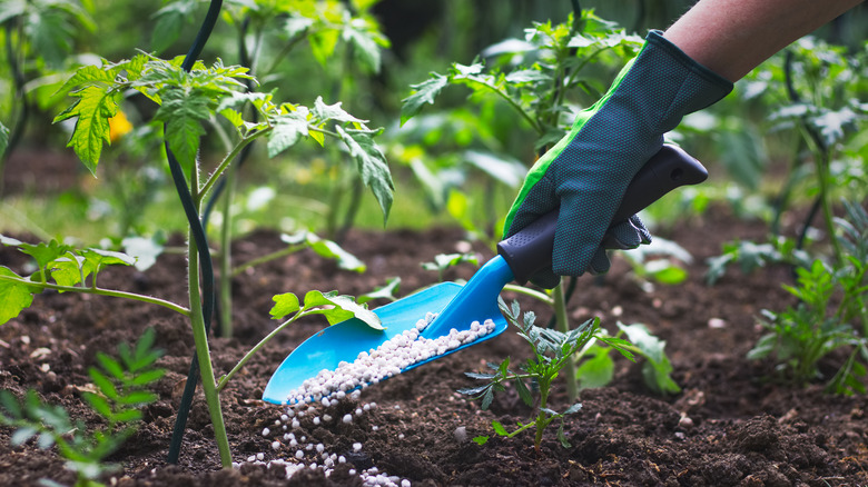 Hand applying fertilizer in garden