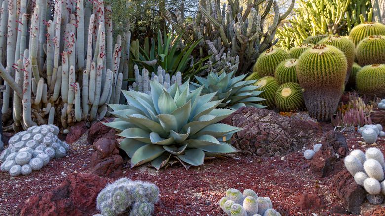 Desert cactus garden