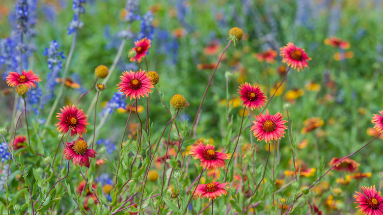 Colorful wildflowers in bloom