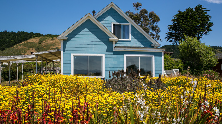 Lawn filled with wildflowers