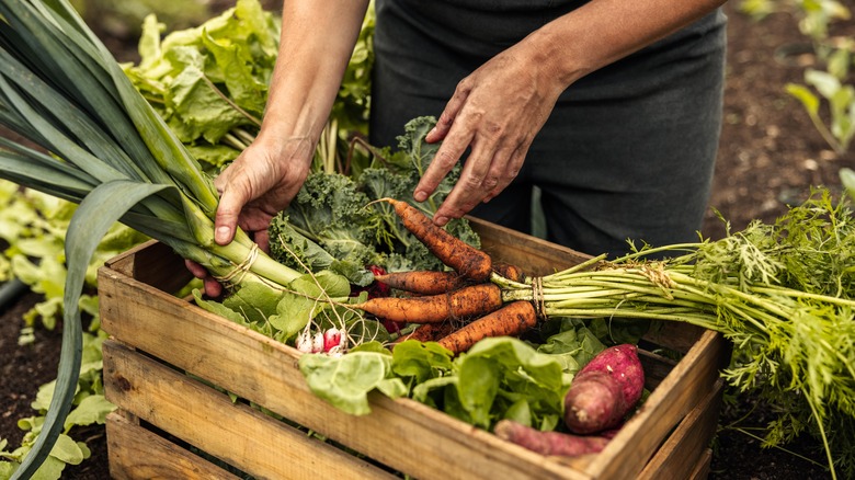 Farmer with crate of vegetables