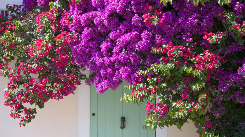 Multi colored bougainvillea plants climbing near door