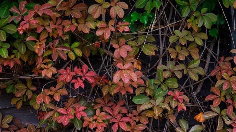 Chinese Virginia creeper turning red in the fall