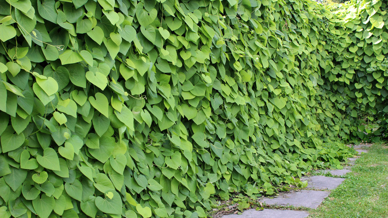 Dutchman's pipe vines growing on a wall