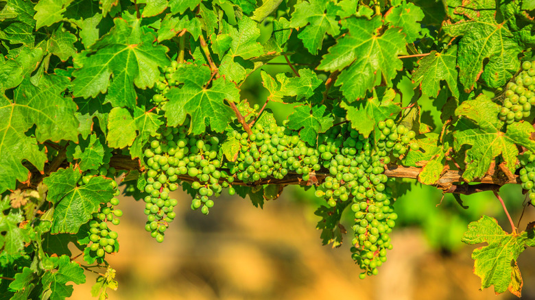 Clusters of grapes hanging from a pergola