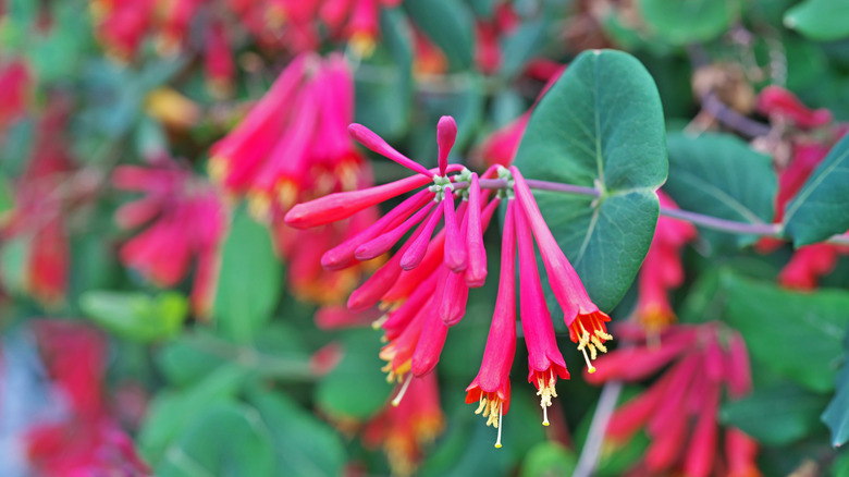 Coral honeysuckle blooms