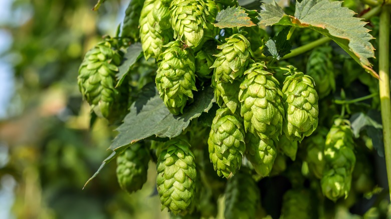 A green hops clump climbing