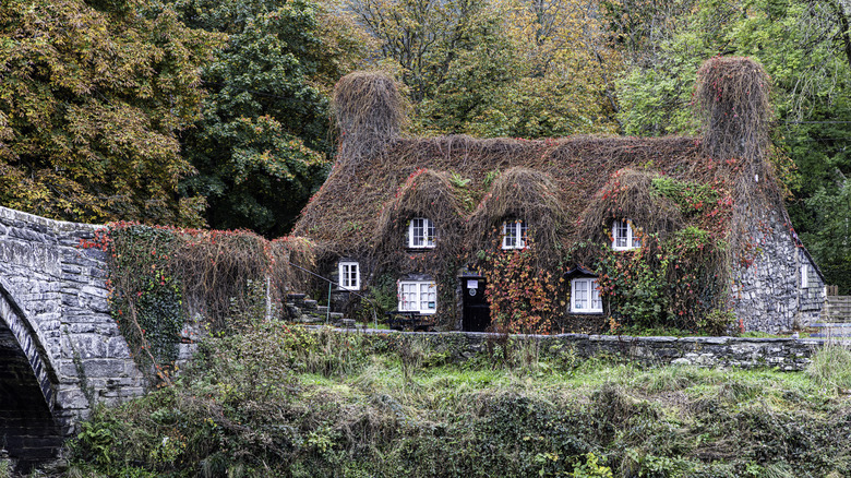 English cottage covered in ivy with woods behind it