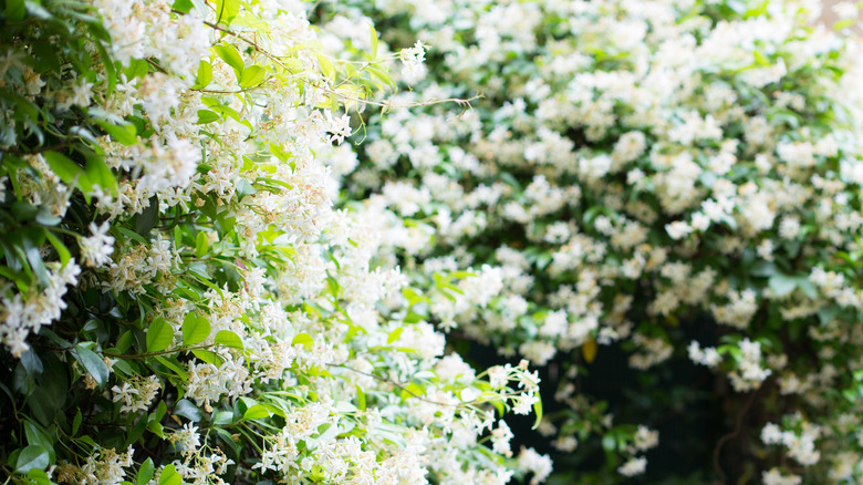 Jasmine vines in a yard with woman