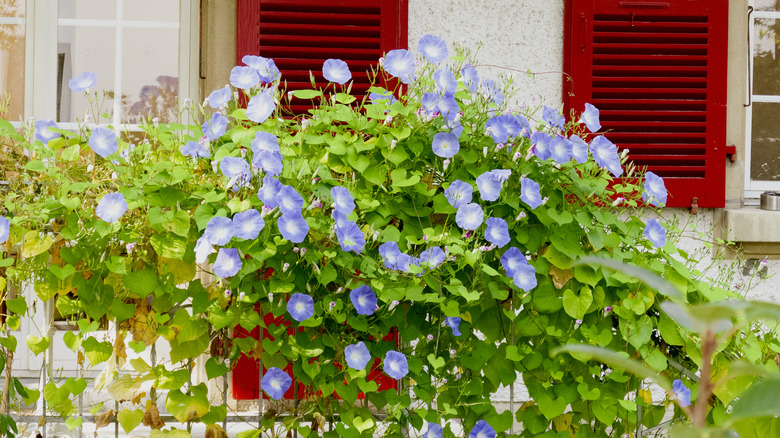 Bush of morning glory on a balcony