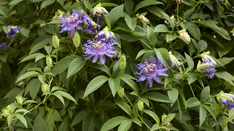 A passionflower vine with purple flowers