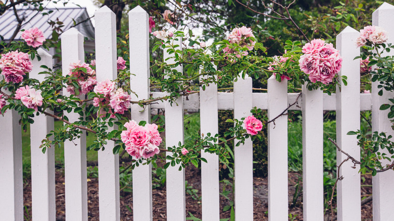 Rose vines climbing on a white picket fence