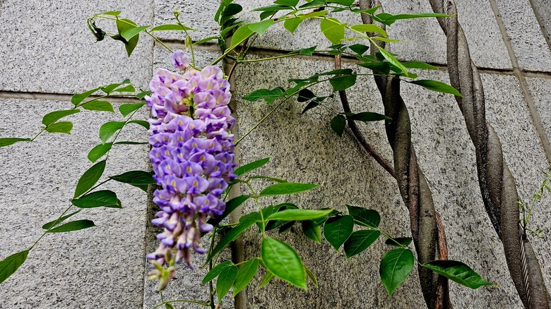 An American wisteria bloom and vines