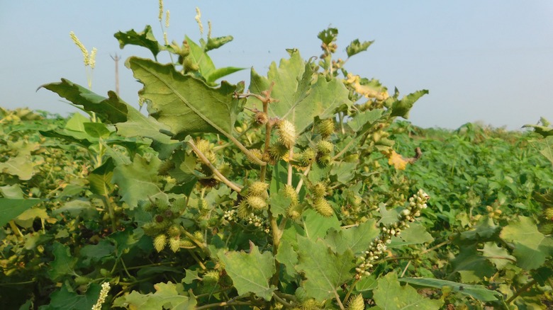 cocklebur plant