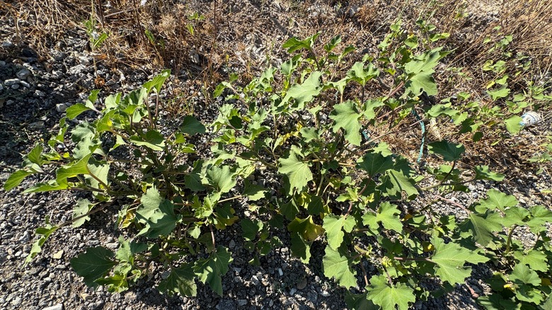 cocklebur weeds popping up