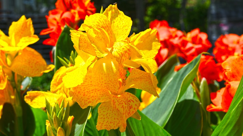 Orange and yellow cannas