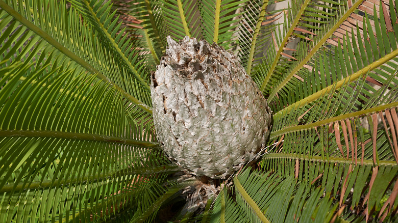 Chestnut dioon palm tree