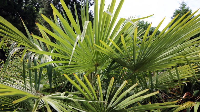 Chinese windmill palm