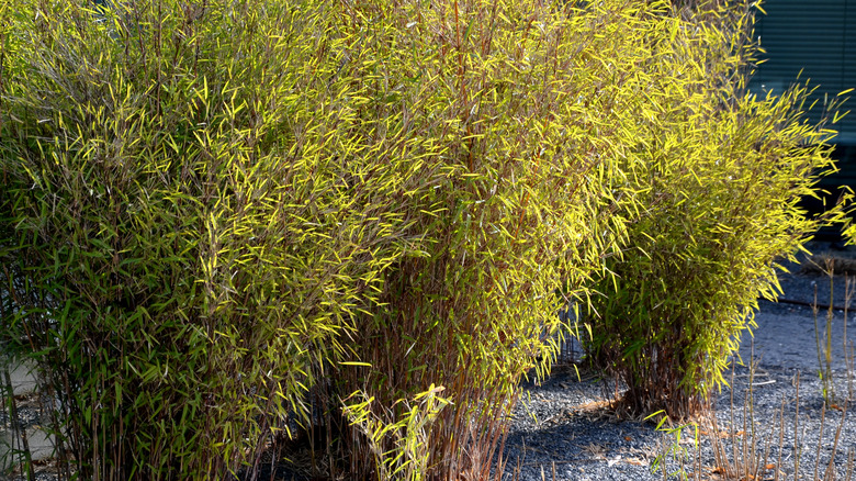 Clumping bamboo