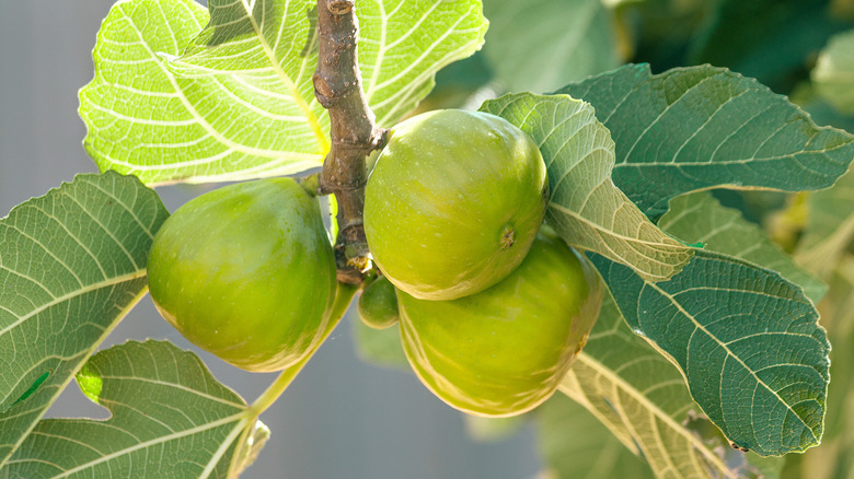 Fig tree