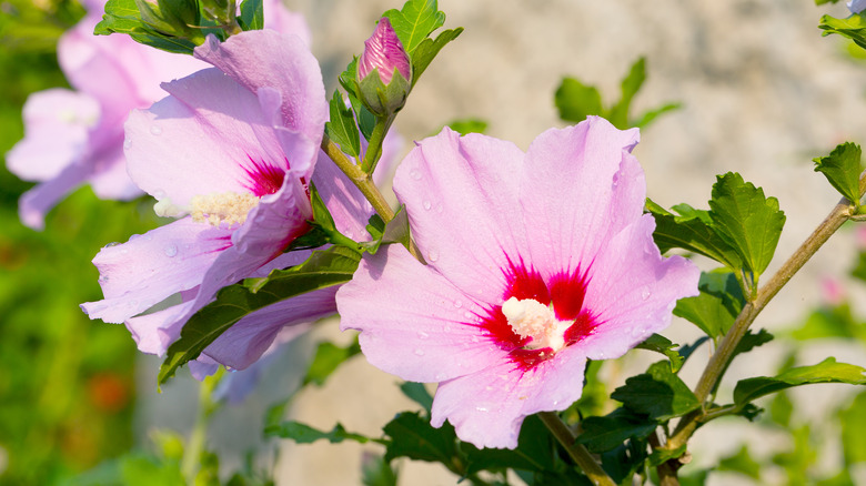 Pink hardy hibiscus