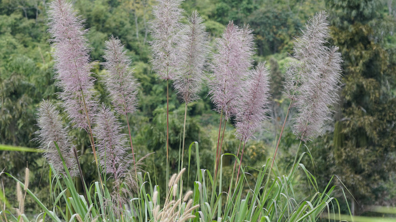 Hardy sugar cane