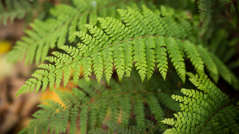 Soft shield fern