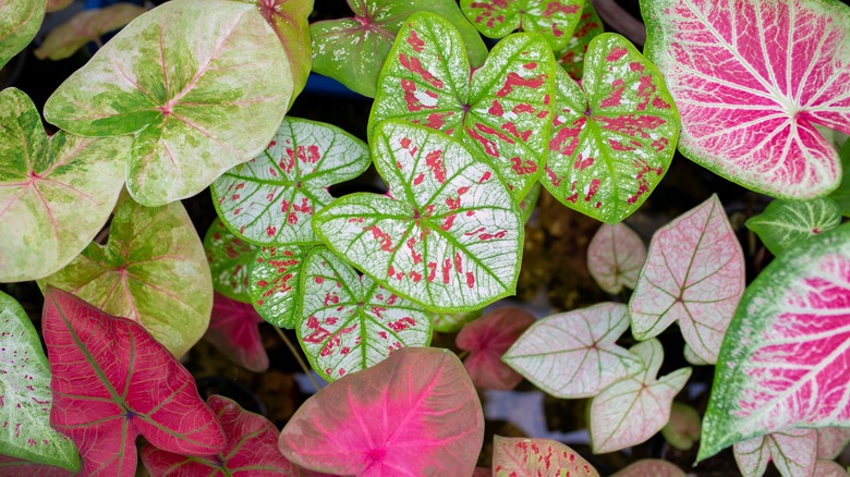 leaves of angel wings plant