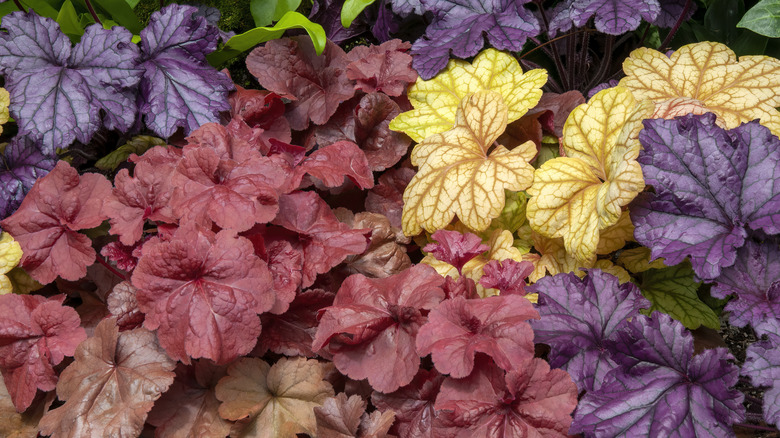 different colors of coral bells