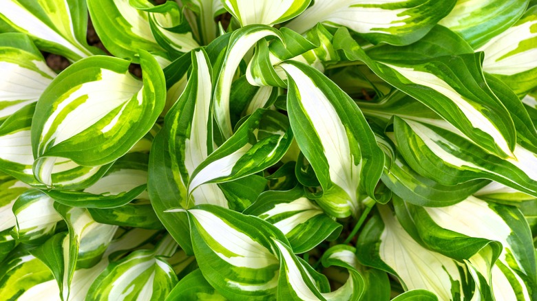 Undulata Variegata hosta plant 