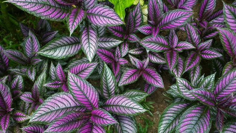 Persian shield in garden