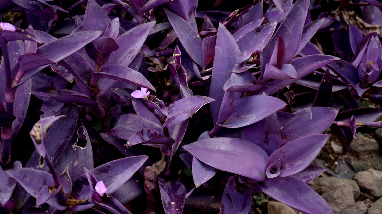 Purple heart plant in garden