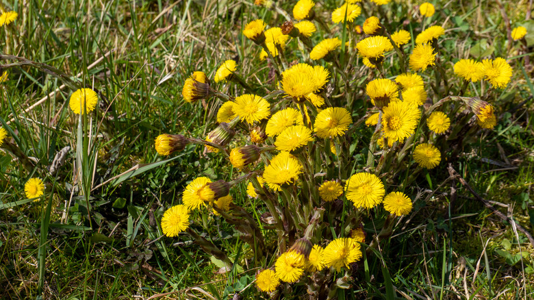 coltsfoot in yard