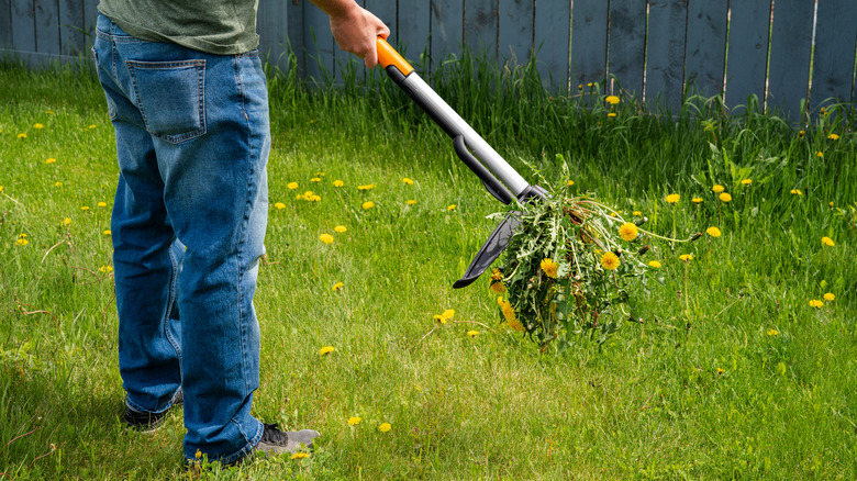 man using weeder in lawn