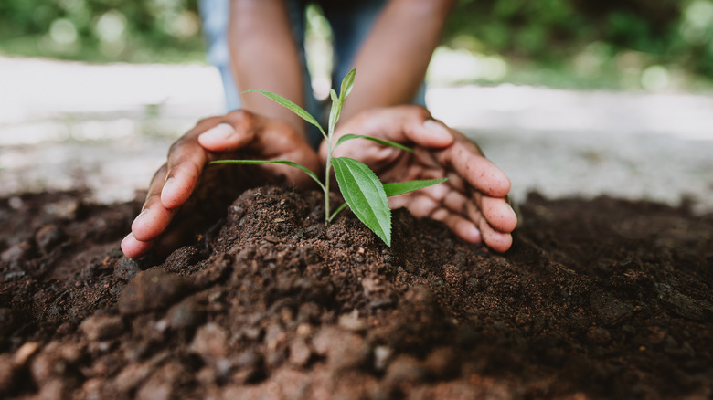 Hands holding healthy garden soil