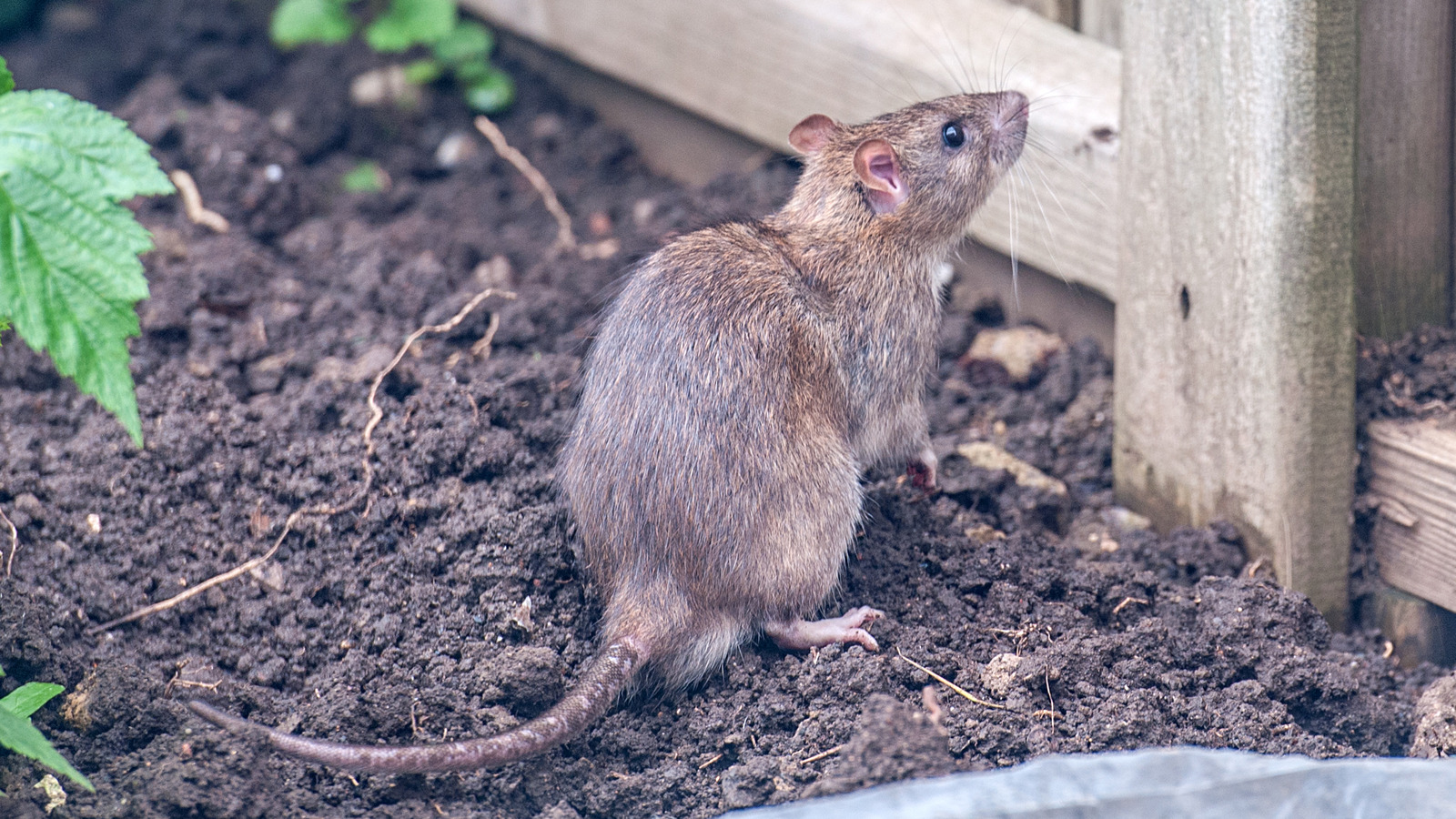 common-crops-that-are-attracting-pesky-rats-to-your-vegetable-garden