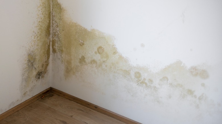 mold on a wall