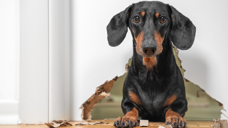 Dog bit through wall