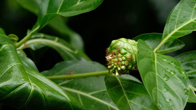 fire ants eating noni fruit