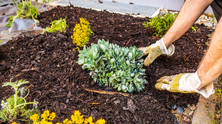 person mulching a garden with plants