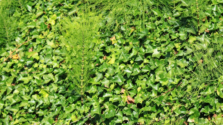 Green English ivy ground cover