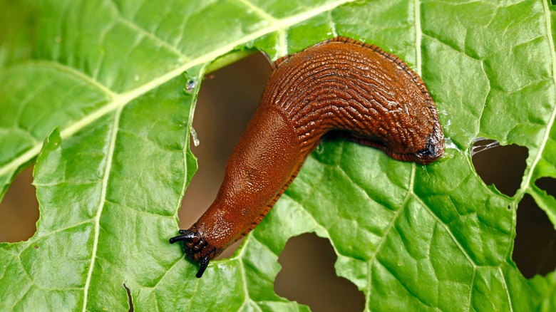 slug eating leaf in garden