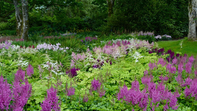 garden with purple astilbe flowers